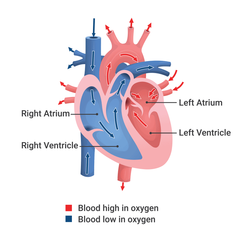Arrhythmia Mechanism Heart Function 101